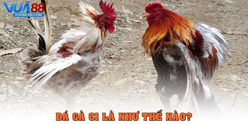 Đá gà trực tiếp C1 - Trải Nghiệm Đỉnh Cao Ở Trận Chiến Đá gà C1 là như thế nào?