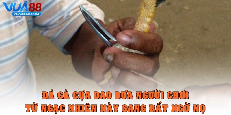 Đá Gà Cựa Dao Bộ Môn Dễ Tham Gia, Kịch Tính Và An Toàn Đá gà cựa dao đưa người chơi đi hết ngạc nhiên này sang bất ngờ nọ