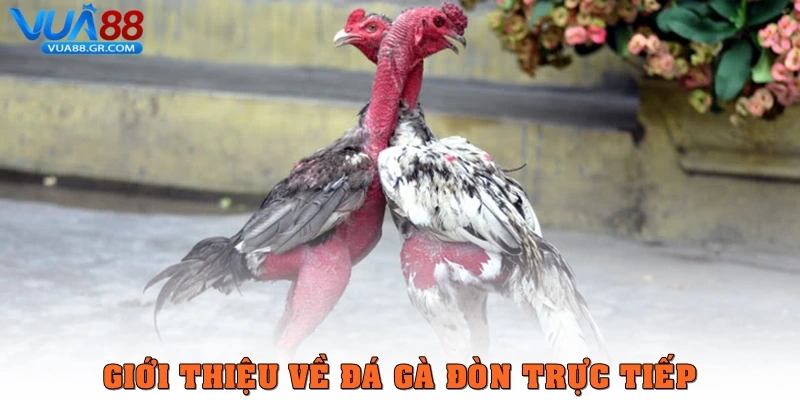 Đá gà đòn trực tiếp – Môn thể thao đầy kịch tính tại Vua88 Giới thiệu về đá gà đòn trực tiếp