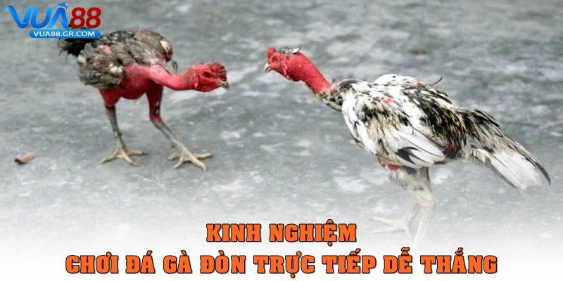 Đá gà đòn trực tiếp – Môn thể thao đầy kịch tính tại Vua88 Kinh nghiệm chơi Đá gà đòn trực tiếp dễ thắng