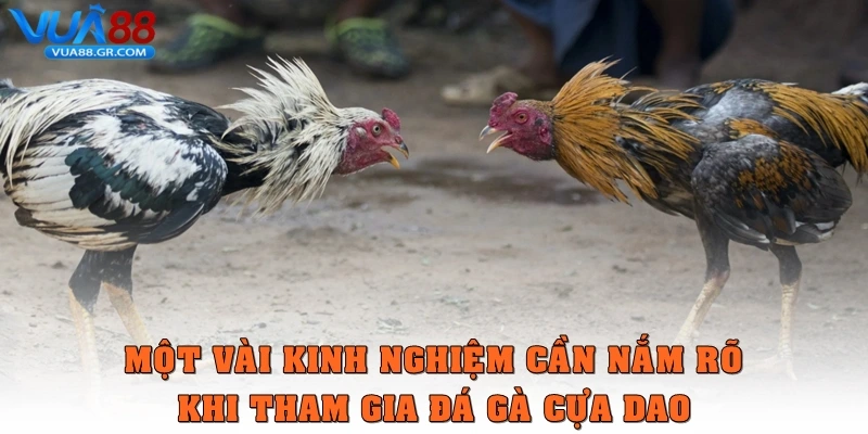 Đá Gà Cựa Dao Bộ Môn Dễ Tham Gia, Kịch Tính Và An Toàn Một vài kinh nghiệm cần nắm rõ khi tham gia loại hình đá gà online này