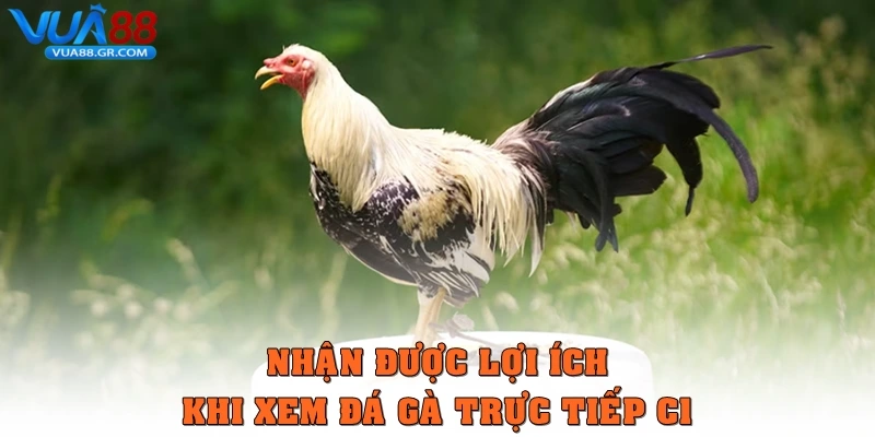 Đá gà trực tiếp C1 - Trải Nghiệm Đỉnh Cao Ở Trận Chiến Nhận được lợi ích khi xem Đá gà trực tiếp C1