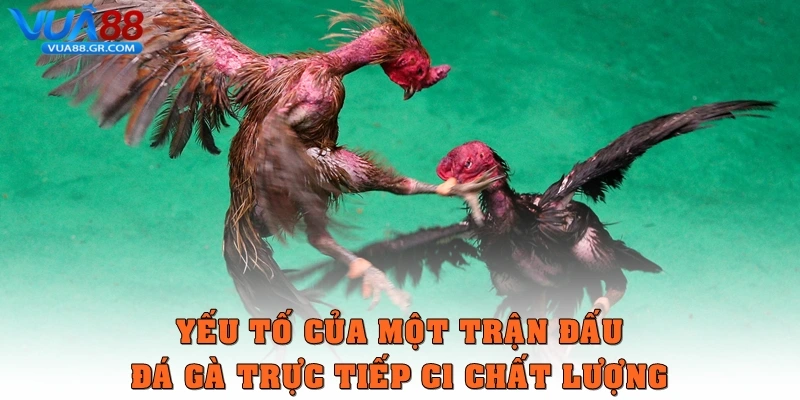 Đá gà trực tiếp C1 - Trải Nghiệm Đỉnh Cao Ở Trận Chiến Yếu tố của một trận đấu Đá gà trực tiếp C1 chất lượng
